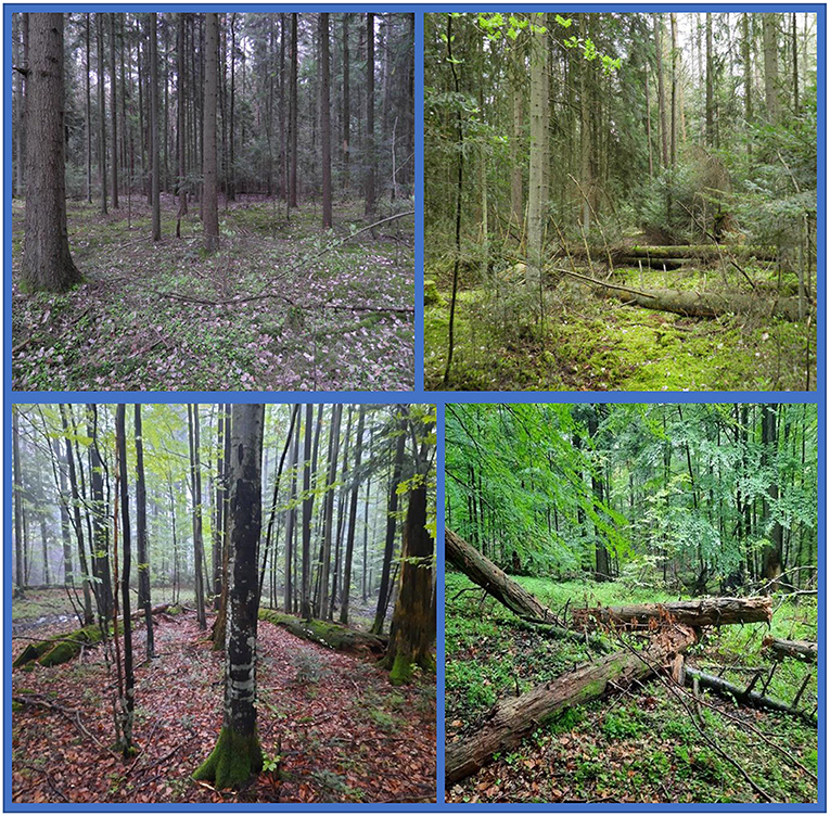 Figure 3 - Forests with different deadwood density (Photo credits: Ewa Błońska and Jarosław Lasota).