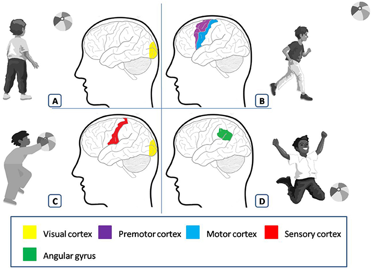 Figure 1 - Brain regions activated while playing catch.