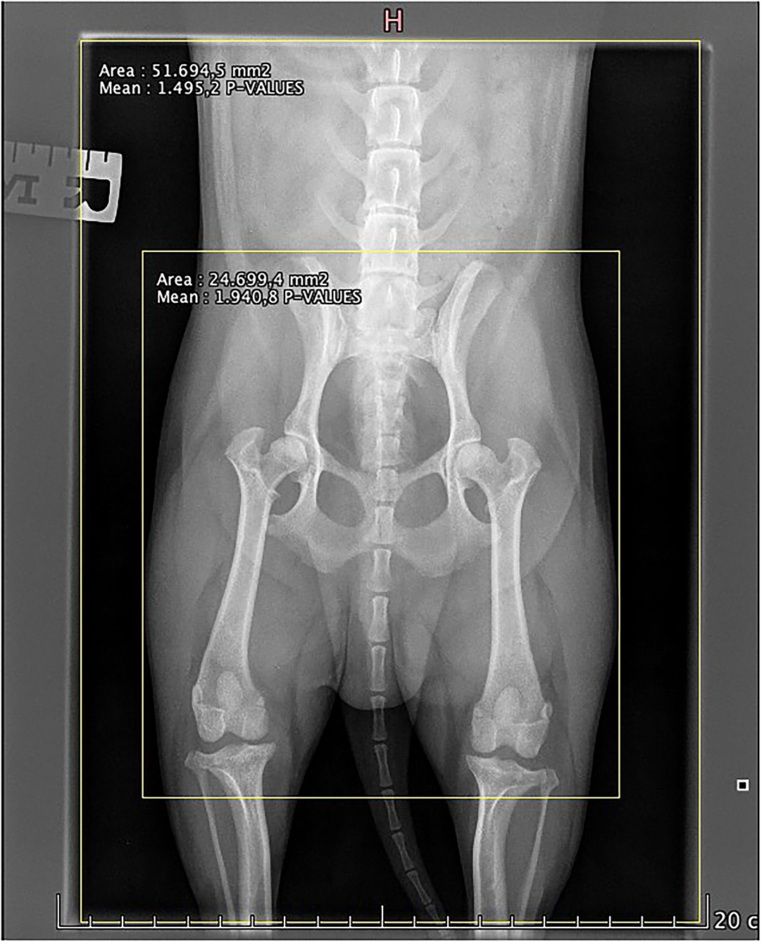 how much are x rays for dogs