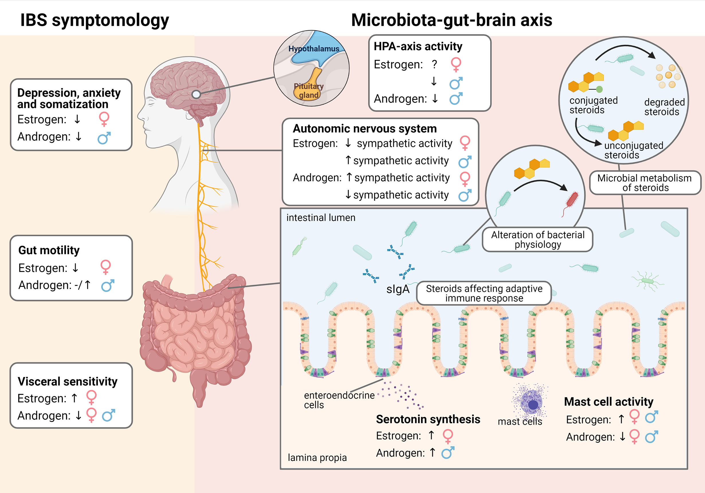 Frontiers Sex-Bias in Irritable Bowel Syndrome Linking Steroids to the Gut-Brain Axis