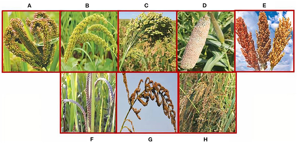 All about millet and different millet types