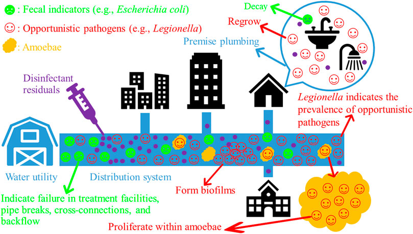 Frontiers | Legionella: A Promising Supplementary Indicator of