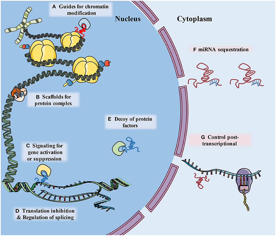 Peripheral Blood RNAs and Left Ventricular Dysfunction after Myocardial  Infarction: Towards Translation into Clinical Practice