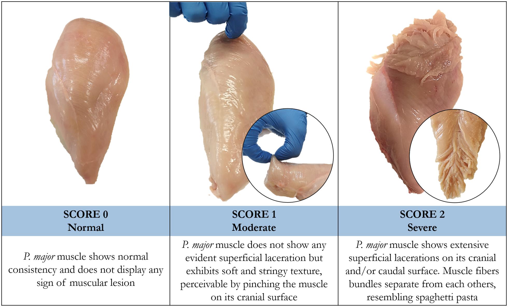 Frontiers | Spaghetti Meat Abnormality in Broilers: Current Understanding  and Future Research Directions