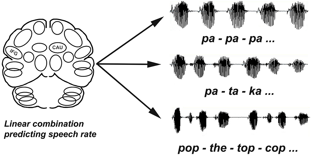 Frontiers  Stimulation of the Subthalamic Nucleus Changes  Cortical-Subcortical Blood Flow Patterns During Speech: A Positron Emission  Tomography Study