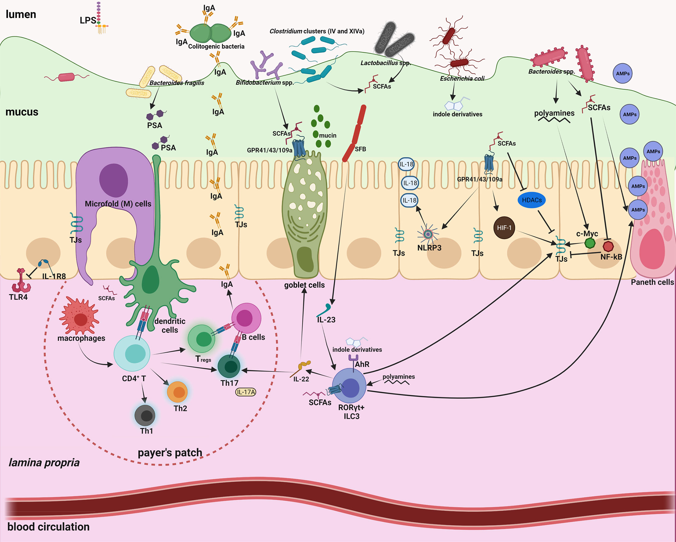 Frontiers Do Engineered Nanomaterials Affect Immune Responses By