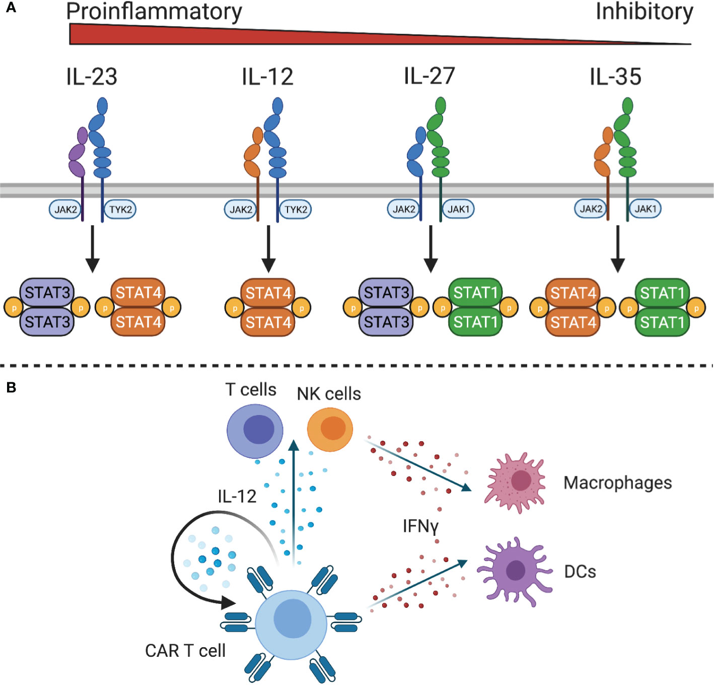 Il-4 цитокин. Ил 12 цитокин. Рецептор il12. Cytokinin signaling. Эффекторные т клетки