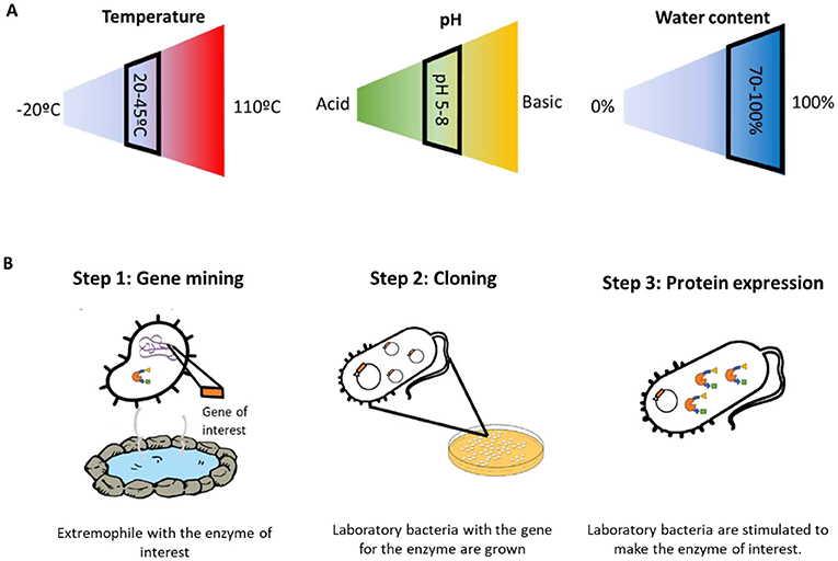 Figure 1 - (A) Mesophiles are microorganisms that need “normal” conditions of temperature, pH, and water content to survive.