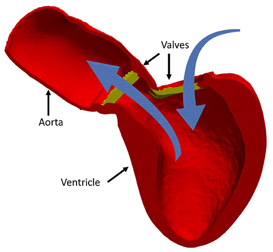 Figure 1 - The left ventricle (red) with its valves (yellow).