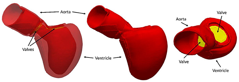 Figure 2 - 3D model of the left ventricle and aorta.