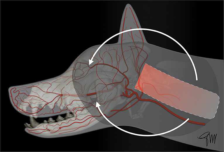 Frontiers  Locoregional Flap Reconstruction Following