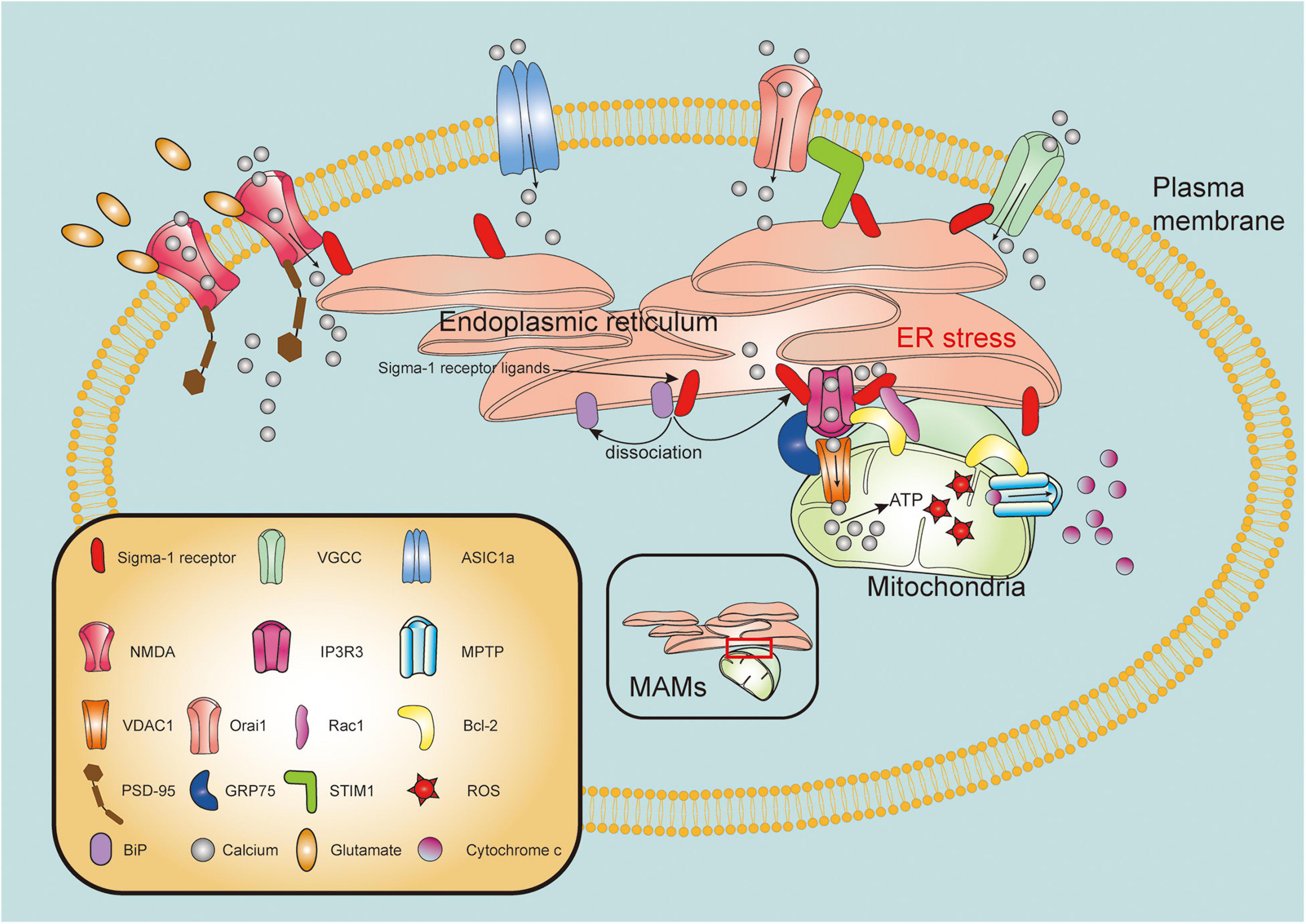 Receptor universal de sangre