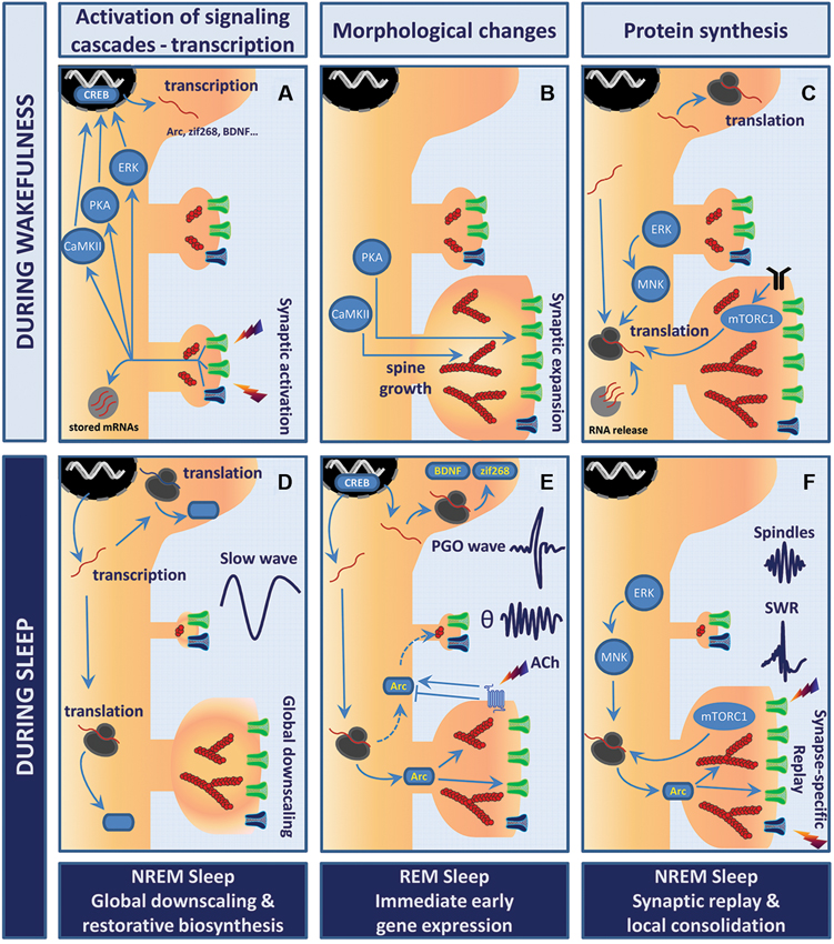 Frontiers  Cellular and Molecular Mechanisms of REM Sleep Homeostatic  Drive: A Plausible Component for Behavioral Plasticity