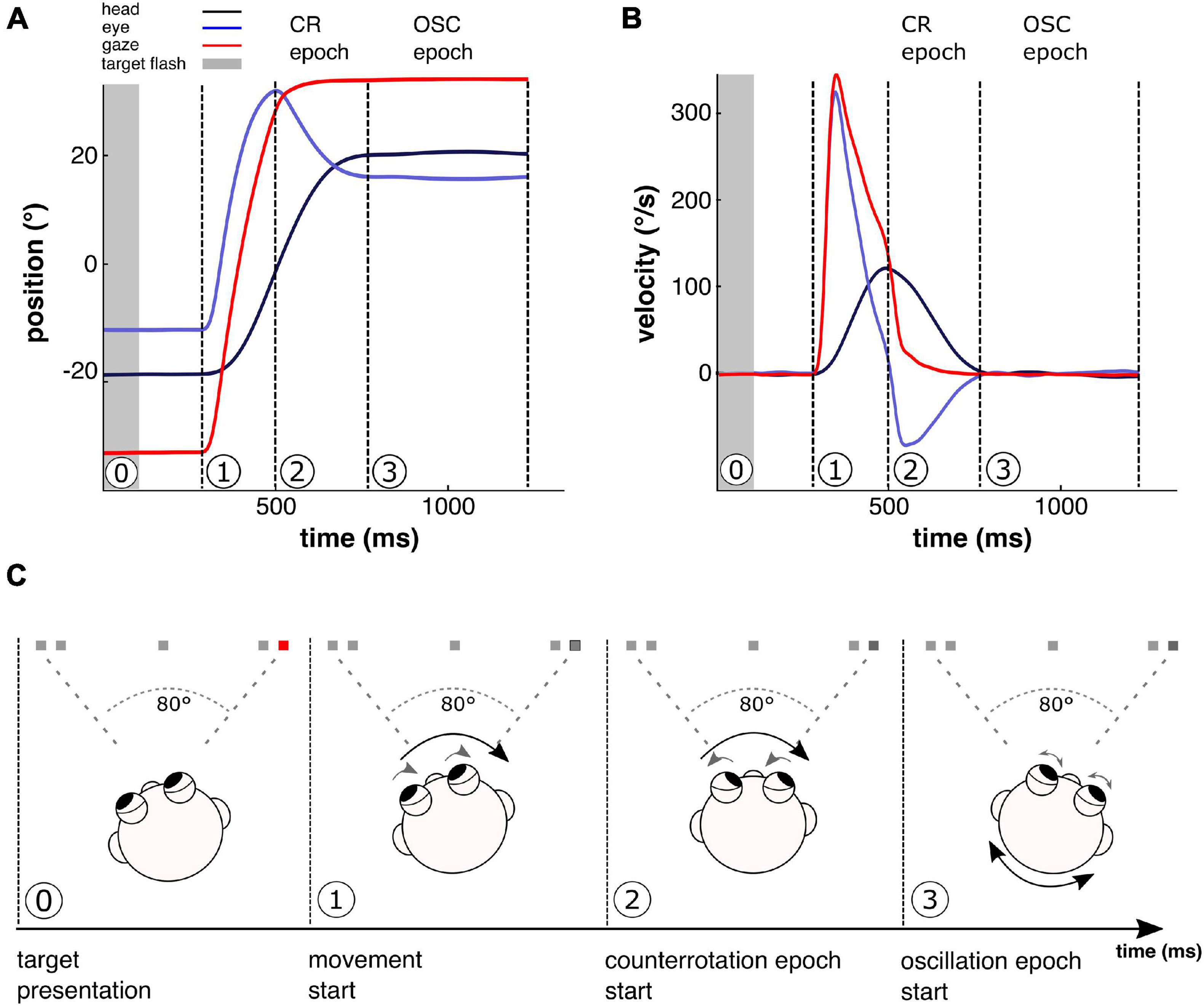 Frontiers | Unstable Gaze in Functional Dizziness: A Contribution to ...