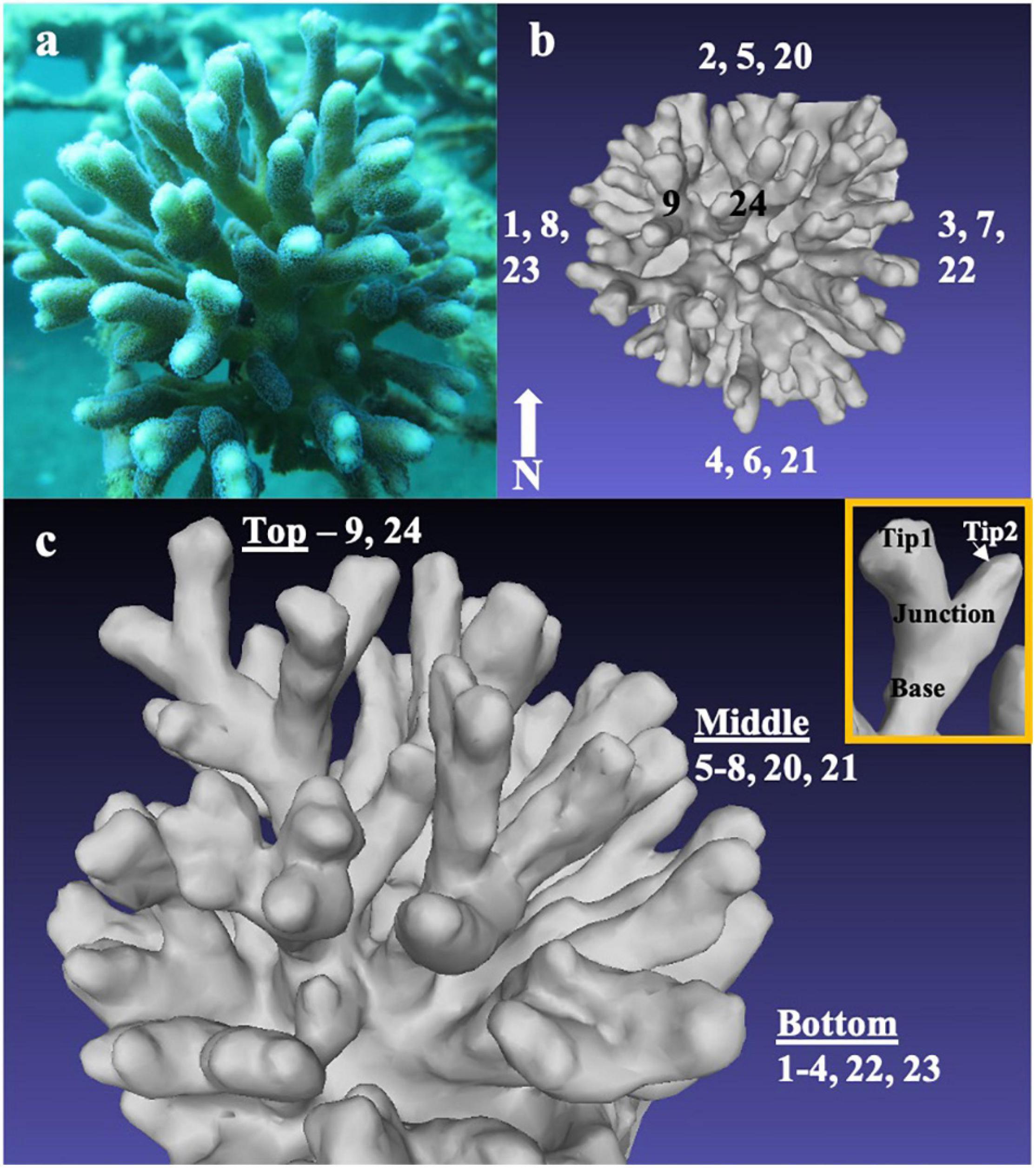 Frontiers  Physiological and Transcriptomic Variability Indicative of  Differences in Key Functions Within a Single Coral Colony