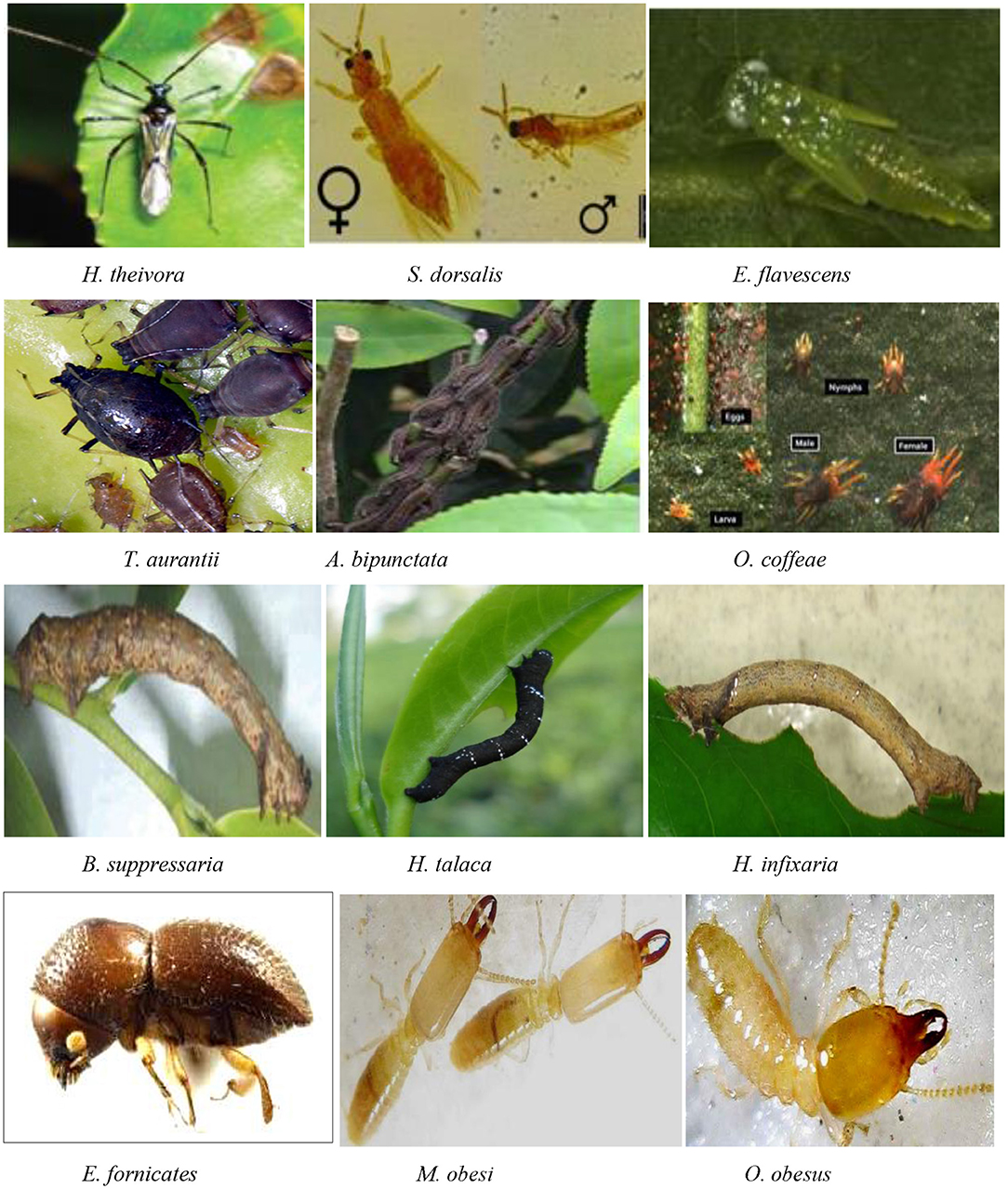 Nematodes  Pest Rating Proposals and Final Ratings