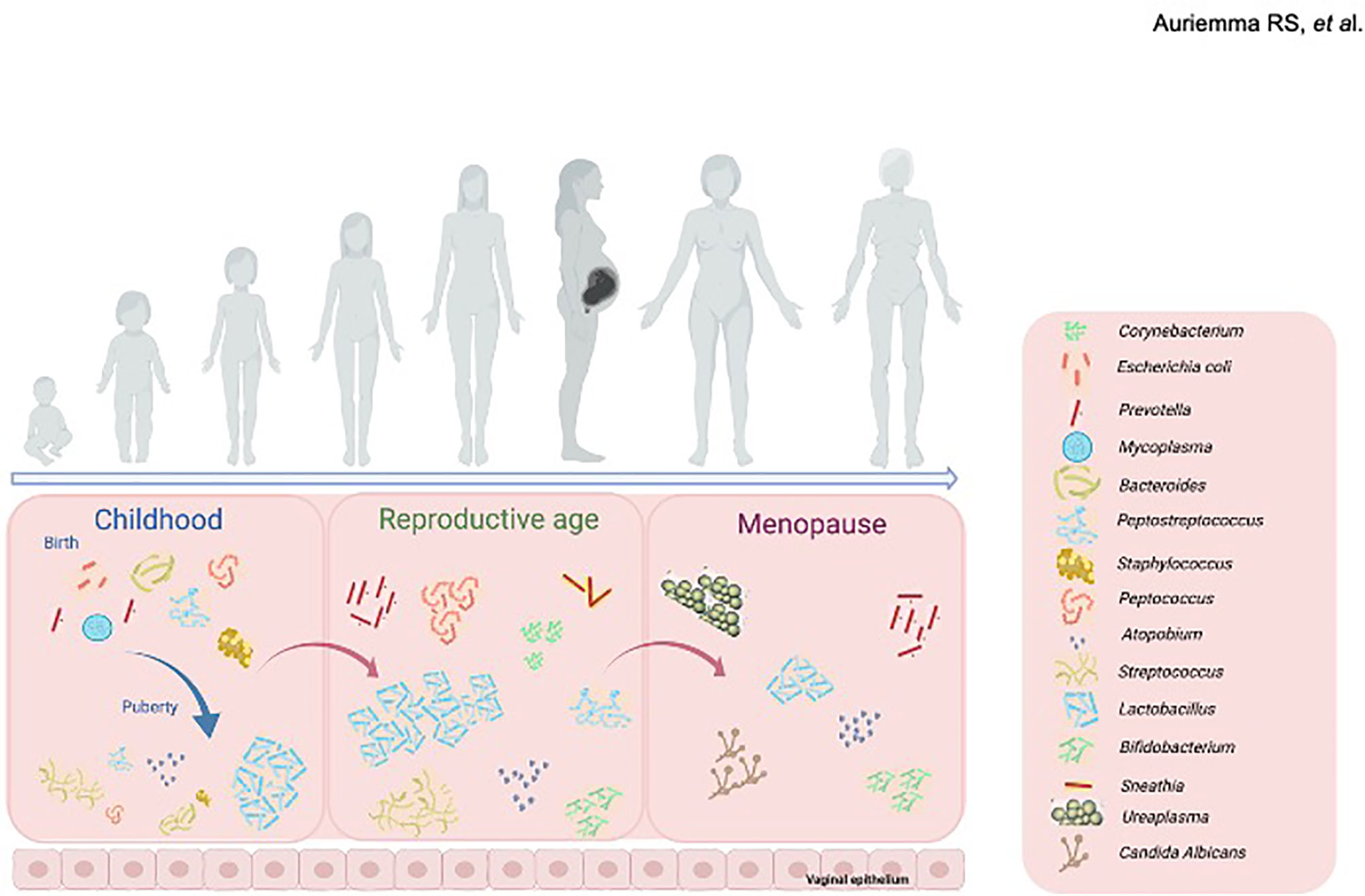 Frontiers  The Vaginal Microbiome: A Long Urogenital Colonization  Throughout Woman Life