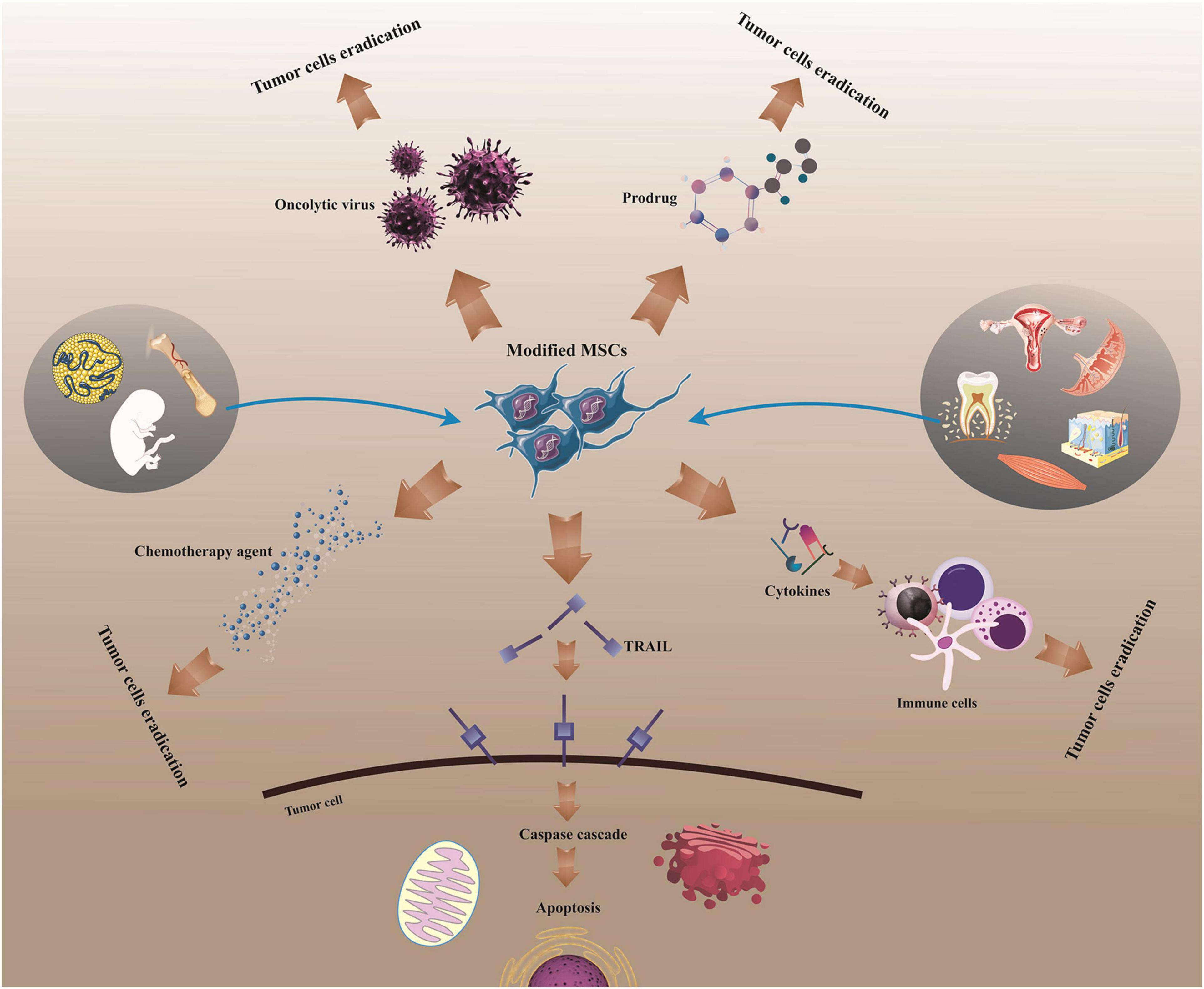 Frontiers Mesenchymal Stem Stromal Cell Based Delivery A Rapidly Evolving Strategy For Cancer Therapy Cell And Developmental Biology