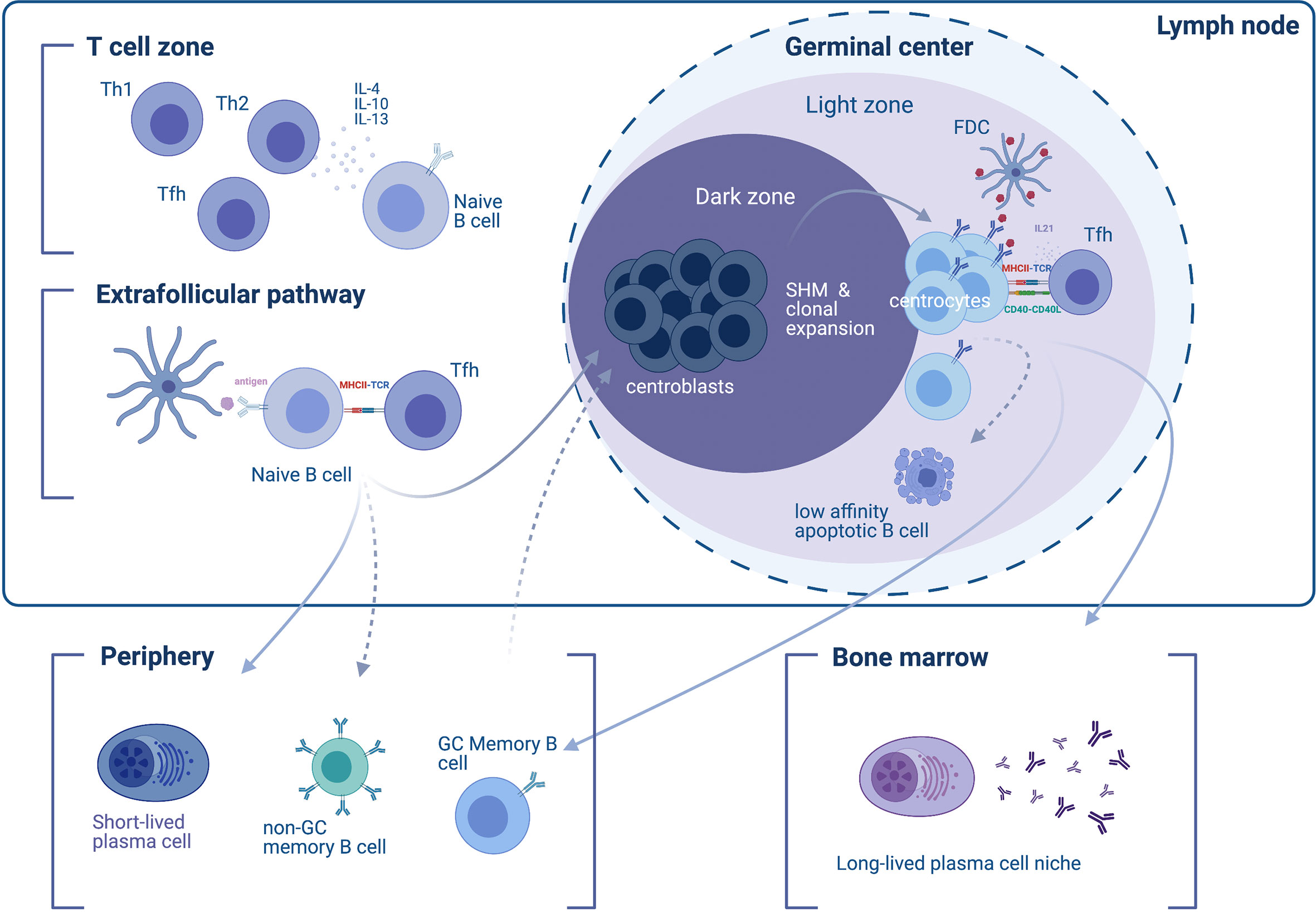 Steam cell plasma фото 79