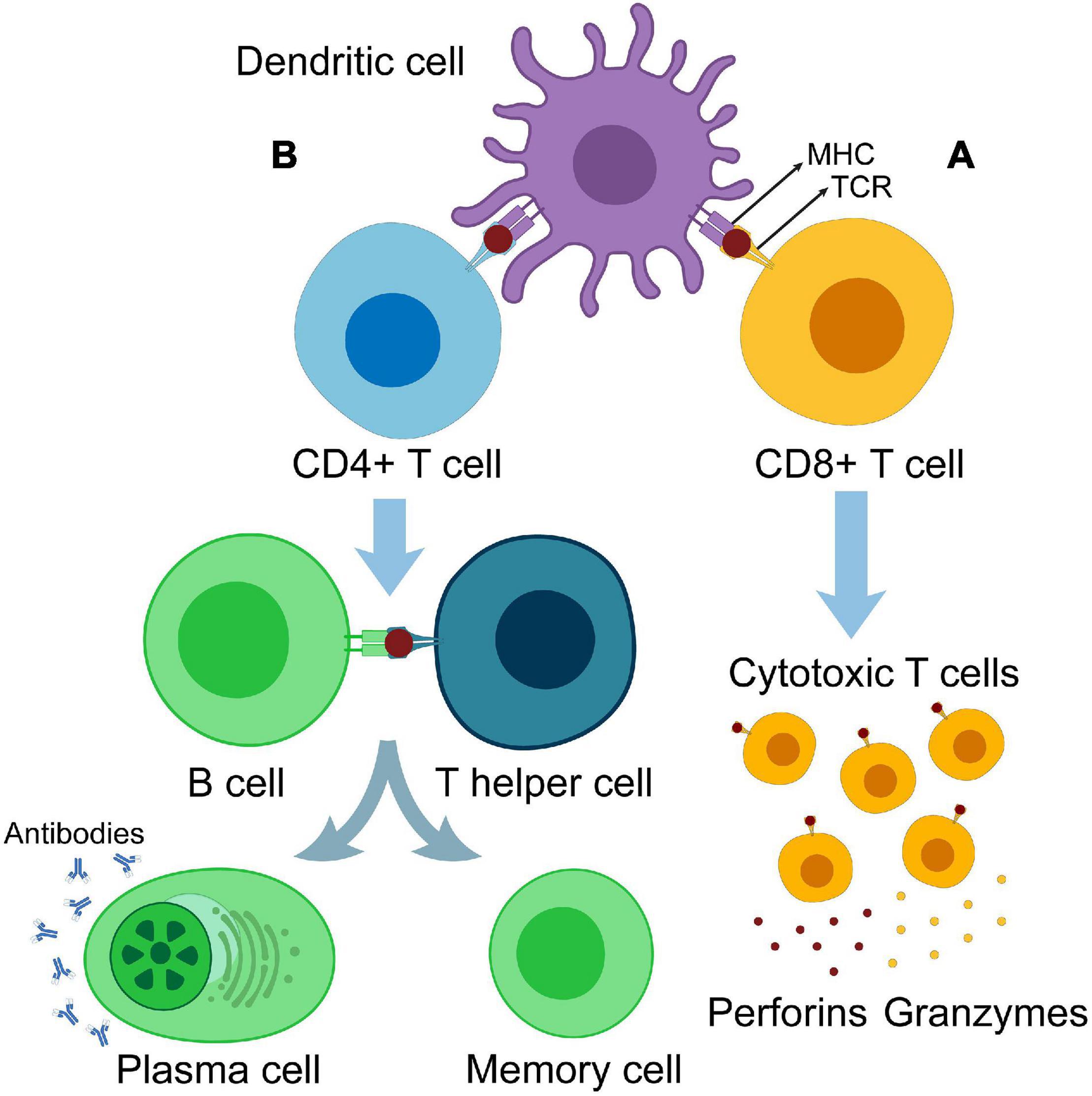 Frontiers | Insights Into Dendritic Cells in Cancer Immunotherapy: From  Bench to Clinical Applications