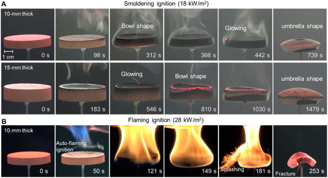 Extinction of Wood Fire: A Near-Limit Blue Flame Above Hot Smoldering  Surface