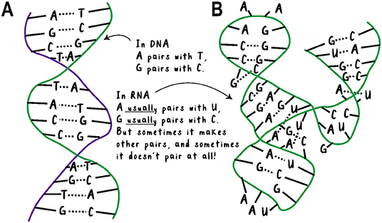 Figure 1 - (A) DNA is a long chain of the nucleotides A, C, G, and T.