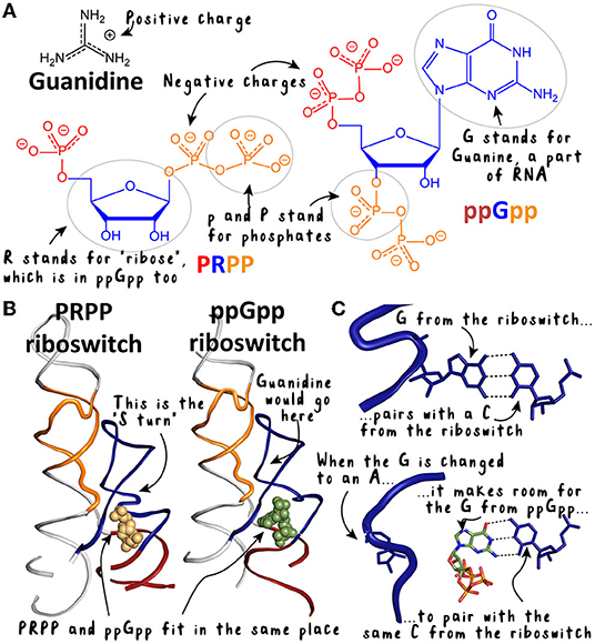Figure 3 - Structures of the PRPP and ppGpp riboswitches and the diverse molecules they bind.