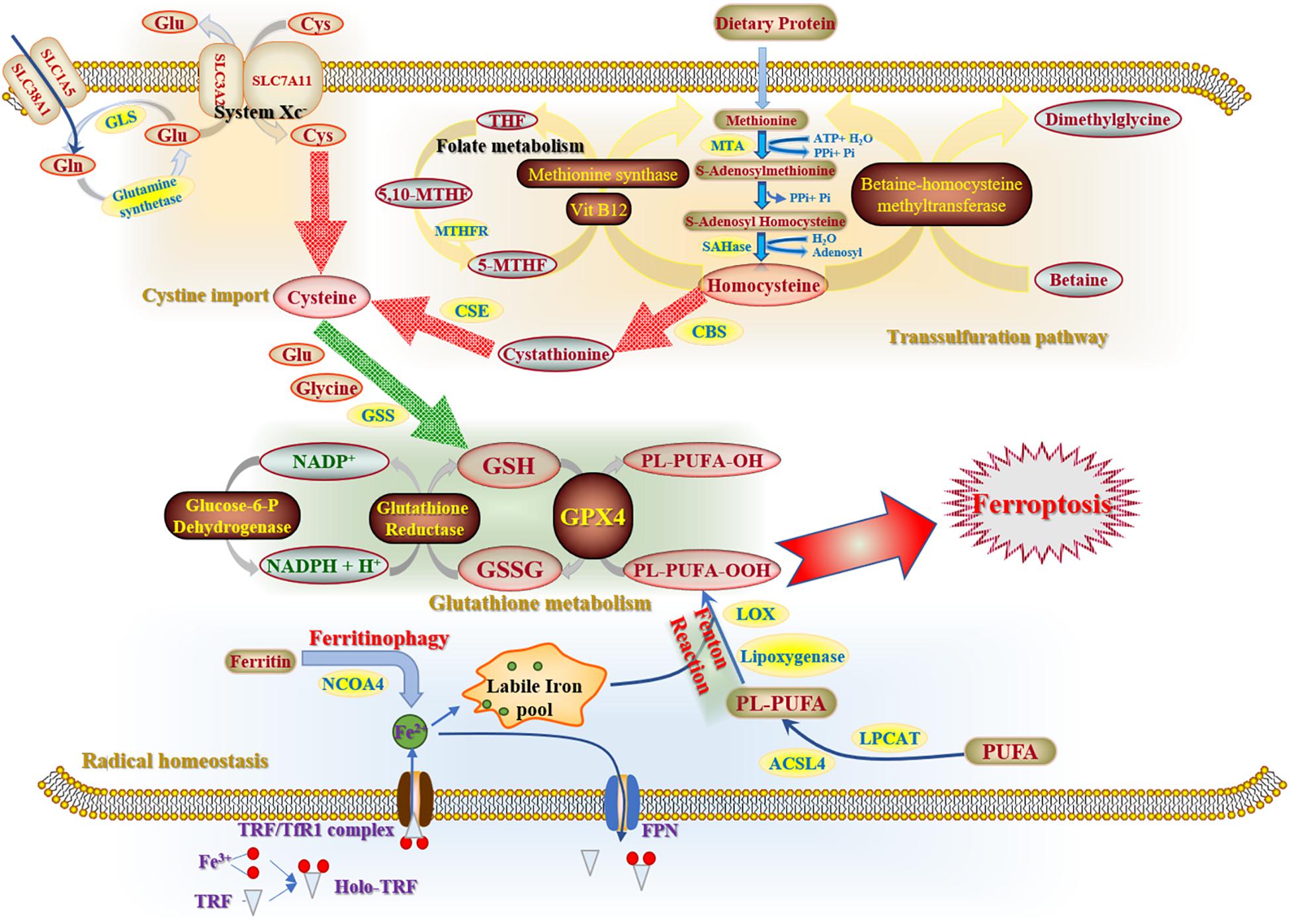 Frontiers  Ferroptosis Holds Novel Promise in Treatment of Cancer Mediated  by Non-coding RNAs