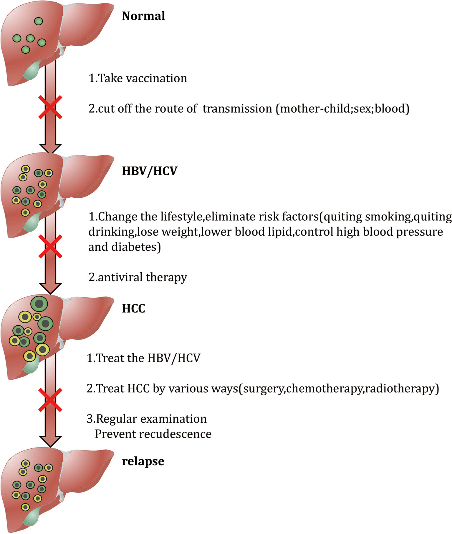 Frontiers Risk Factors and Prevention of Viral Hepatitis-Related Hepatocellular Carcinoma image