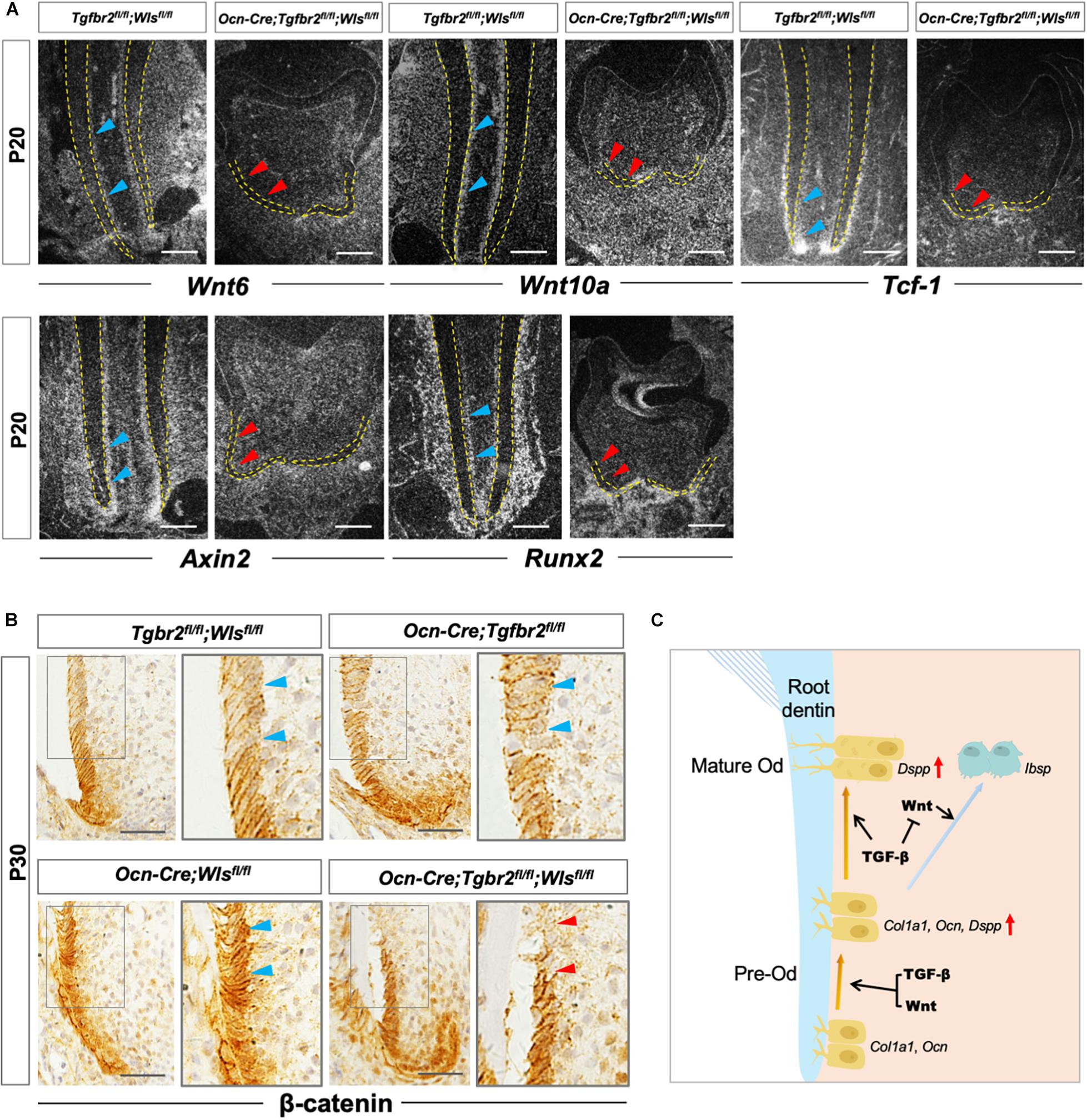 Substrate Compliance Directs the Osteogenic Lineages of Stem Cells from the  Human Apical Papilla via the Processes of Mechanosensing and  Mechanotransduction