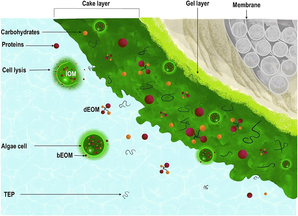 algal research graphical abstract