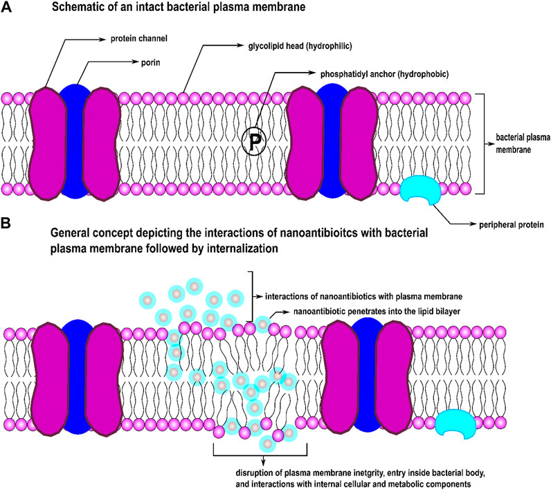 Binding Force and Site-Determined Desorption and Fragmentation of  Antibiotic Resistance Genes from Metallic Nanomaterials