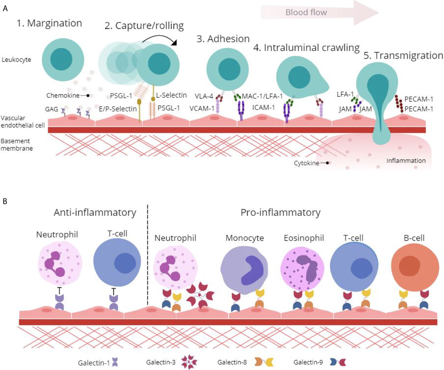 Suppressive Role of Endogenous Endothelial Monocyte Chemoattractant  Protein–1 on Monocyte Transendothelial Migration In Vitro