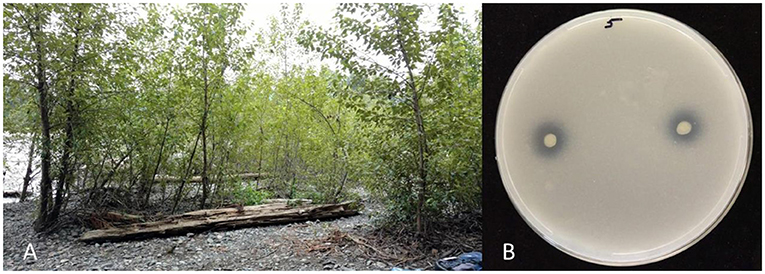 Figure 1 - (A) Poplar trees growing on the rocky, sandy banks of the Snoqualmie River in the state of Washington (United States).
