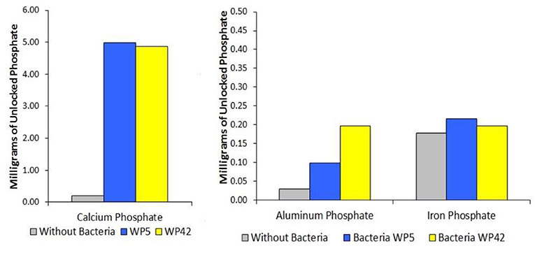 Figure 2 - Some endophytes can “unlock” the phosphorus from the insoluble, “locked” forms commonly found in soils.