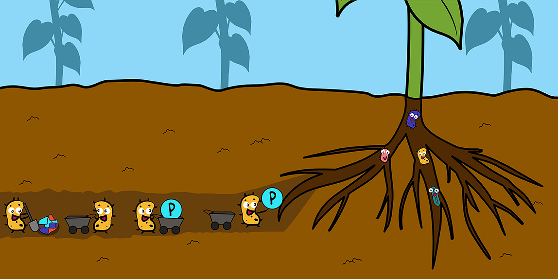 Bacteria Can Unlock an Essential Nutrient for Plants · Frontiers for Young Minds Bacteria Can Unlock an Essential Nutrient for Plants · Frontiers for Young Minds