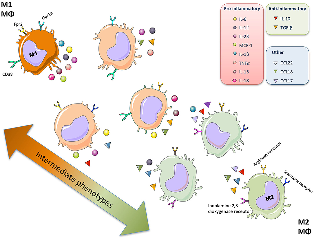 Frontiers | Role of Macrophages and Related Cytokines in Kidney