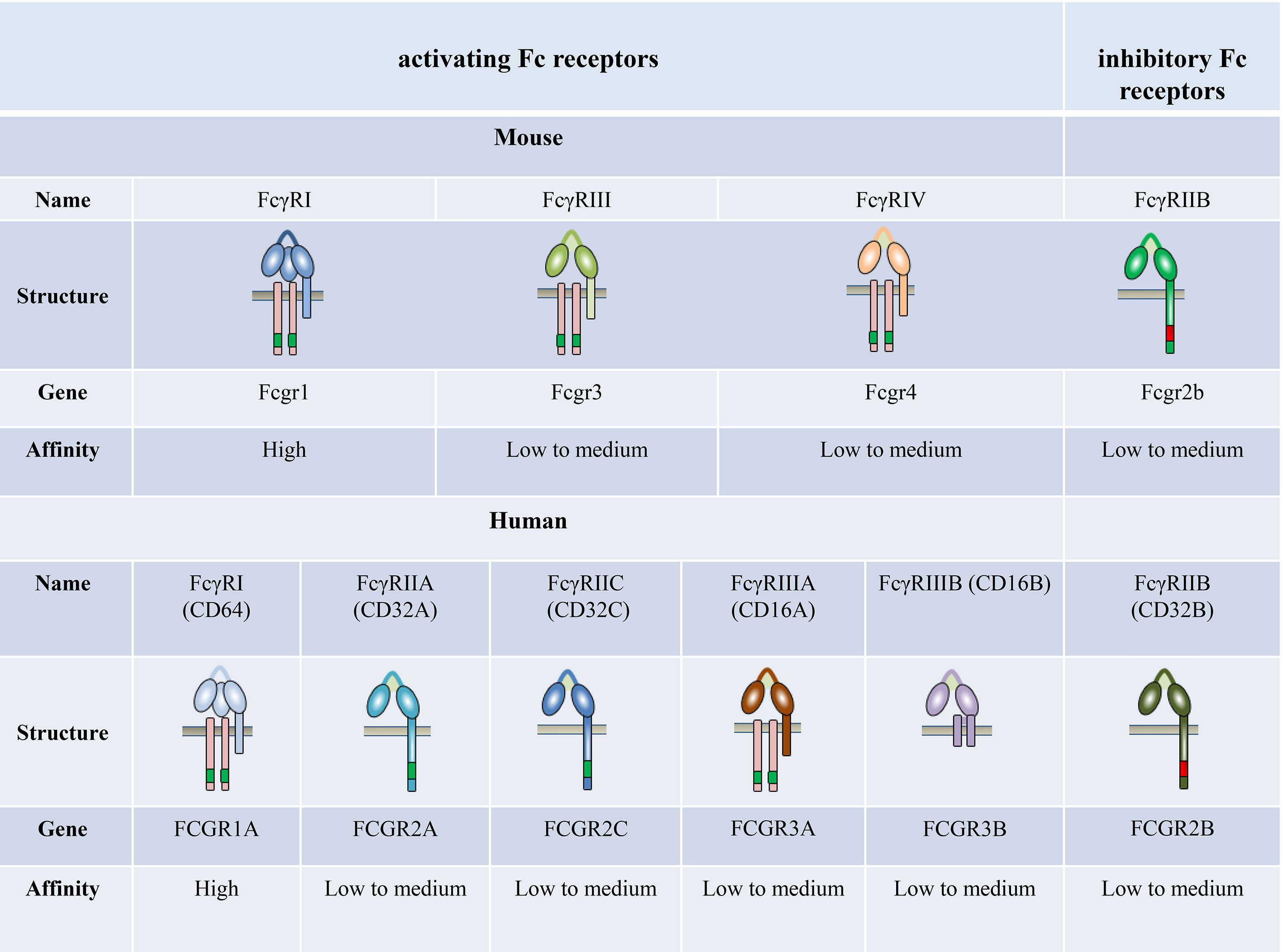 Frontiers Fc Gamma Receptors As Regulators Of Bone Destruction In 