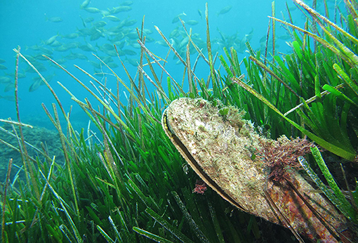 Figure 1 - Seagrasses are functionally important species because they provide habitats, food, and nursery grounds for many marine species.
