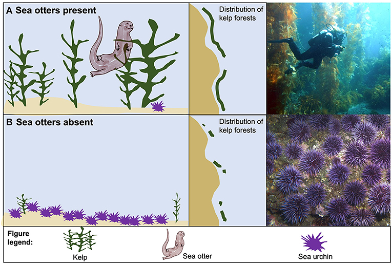 Figure 2 - (A) When top predators (such as sea otters or starfish) are present, they keep purple urchin numbers under control by eating them, allowing kelp forests to grow.