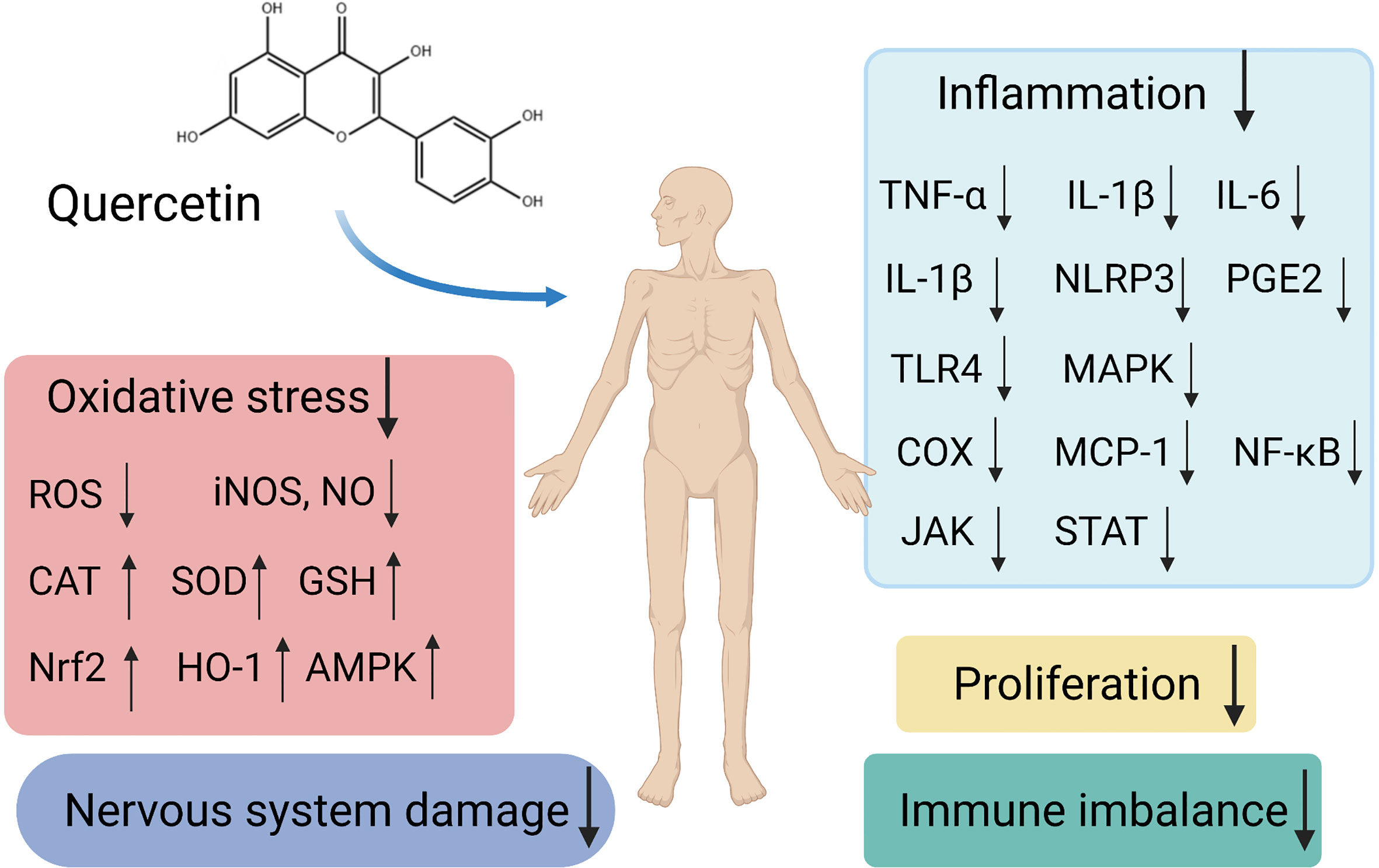 Quercetin and immune system