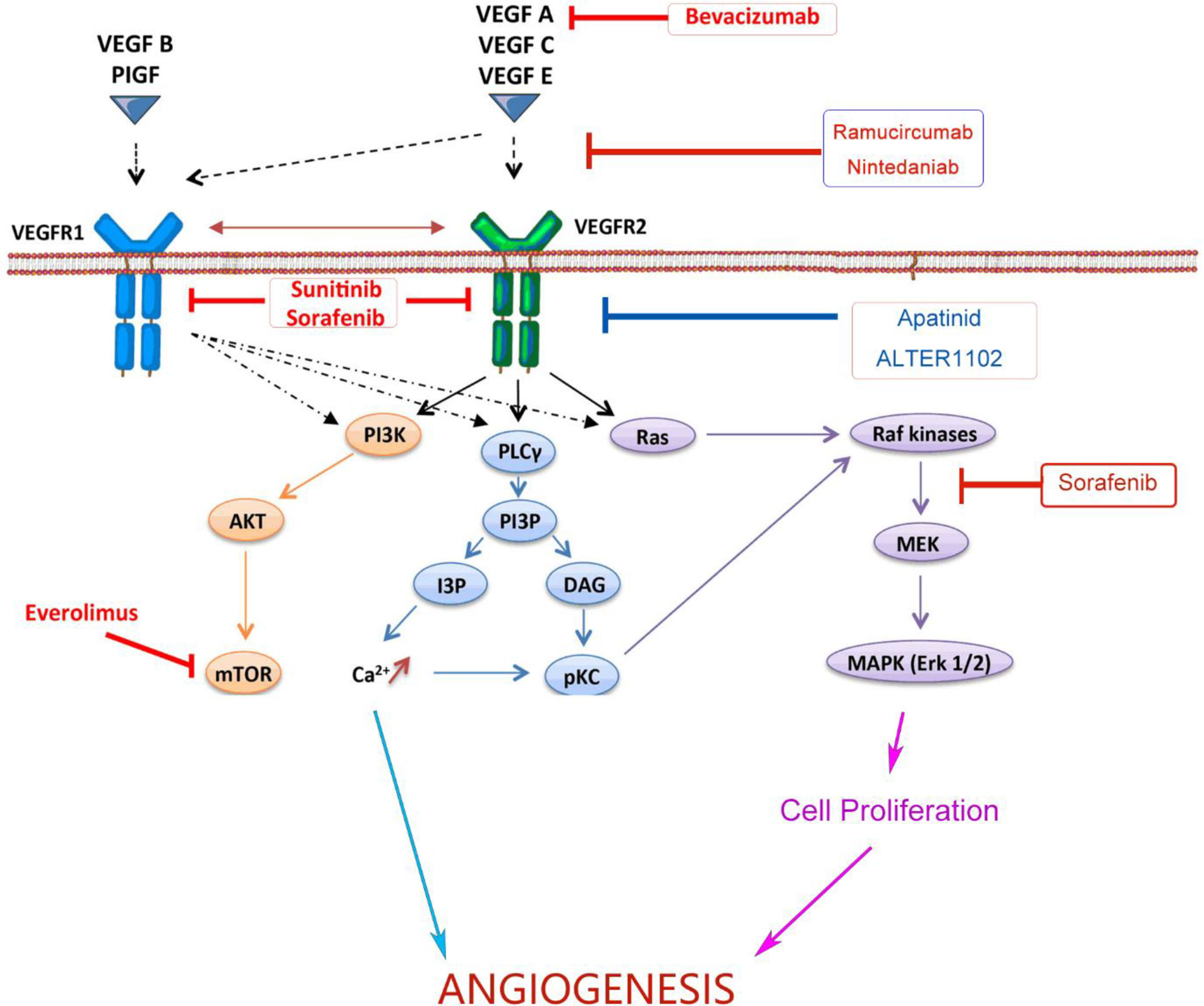 Frontiers The Combination Of Immune Checkpoint Blockade And