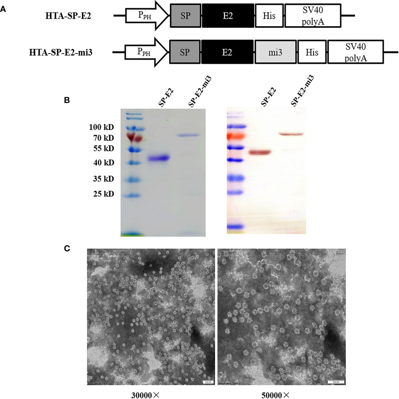 Rationally Designed Self-Assembling Nanovaccines Elicit Robust