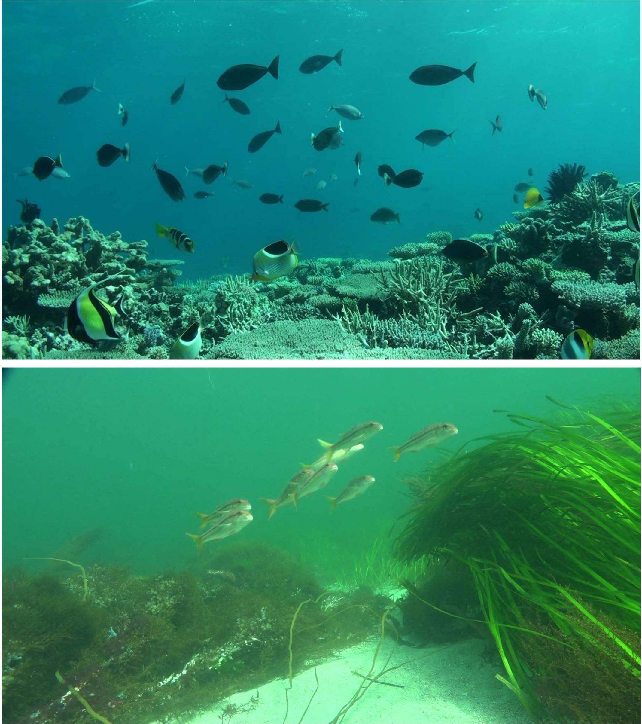 Frontiers  Fish surveys on the move: Adapting automated fish detection and  classification frameworks for videos on a remotely operated vehicle in  shallow marine waters
