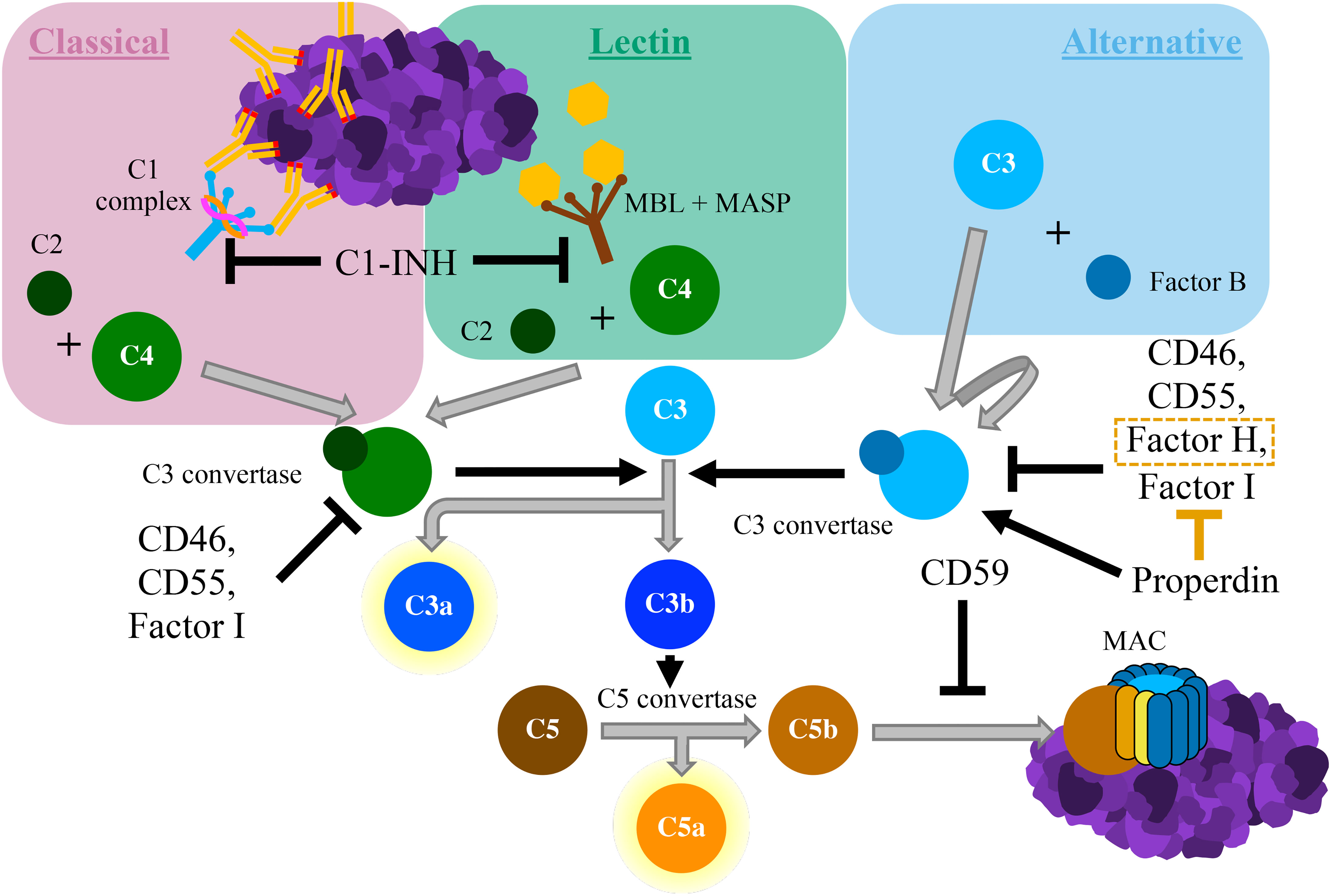 The Classical Complement Cascade Mediates CNS Synapse Elimination