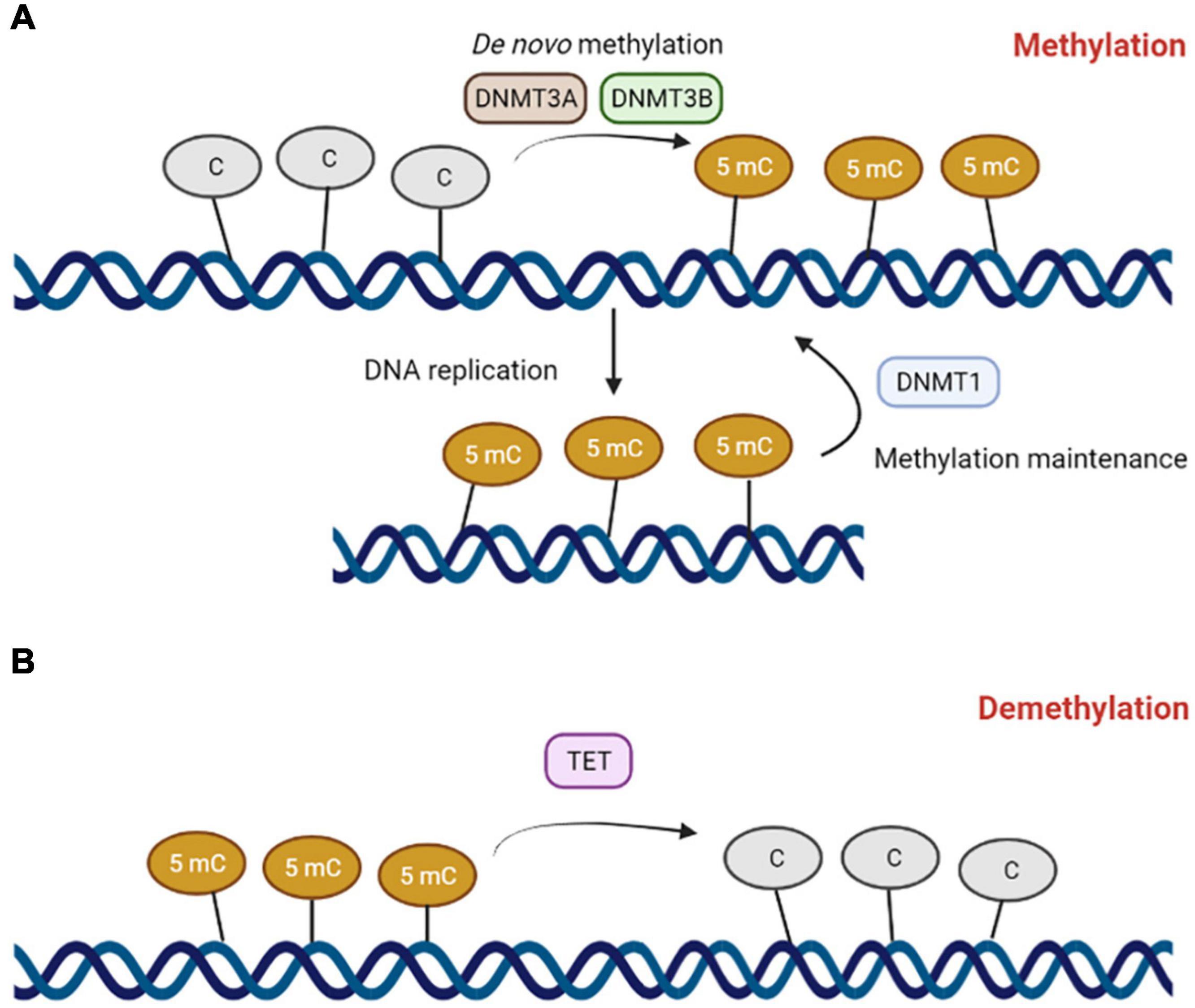 case study gene transcription