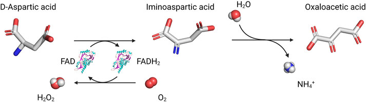 D aspartic acid nmda agonist hotsell