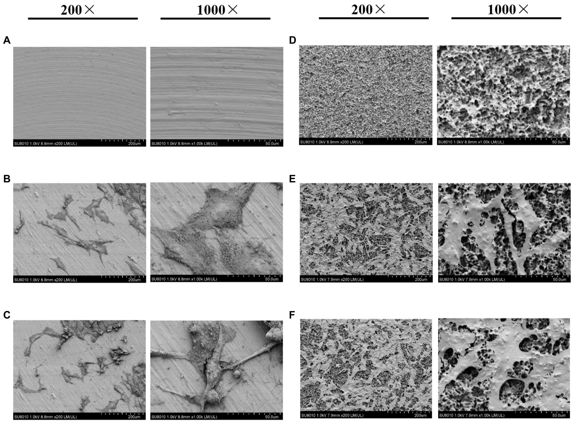 Frontiers  Impact of High-Altitude Hypoxia on Bone Defect Repair