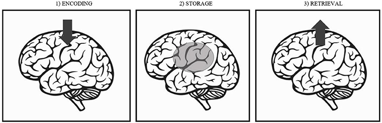 Figure 1 - The three stages of memory.