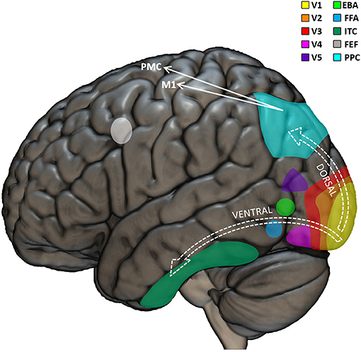 human brain 3d model project carpus callousi